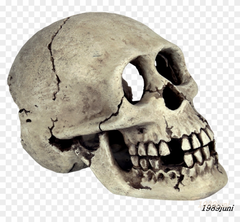 Skull Stock 2 By 1989juni - Skull Png Deviantart #501564