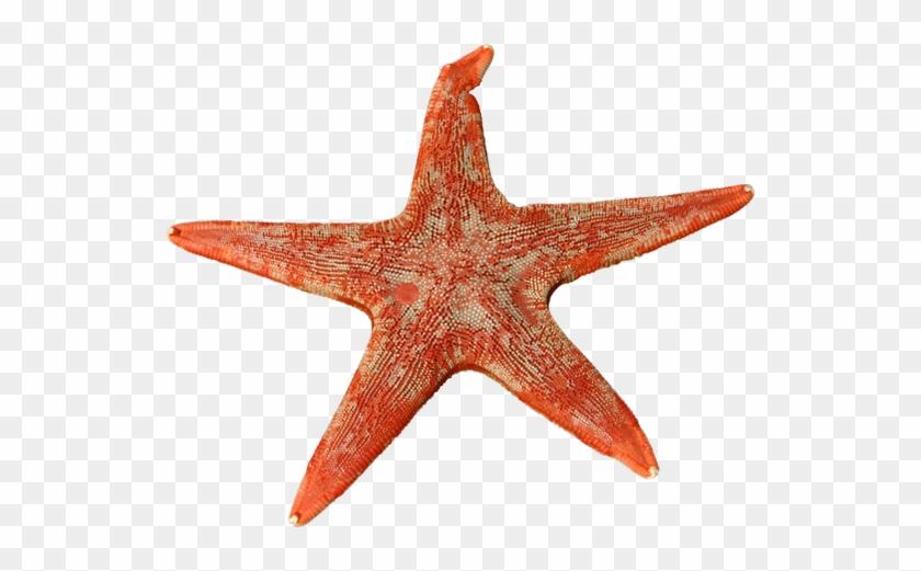 Starfish Anatomy Worksheet - Starfish #502219