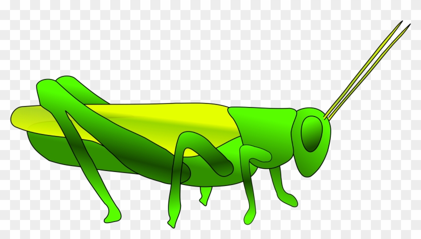 Grasshopper Clipart - Grasshopper Clip Art #502580