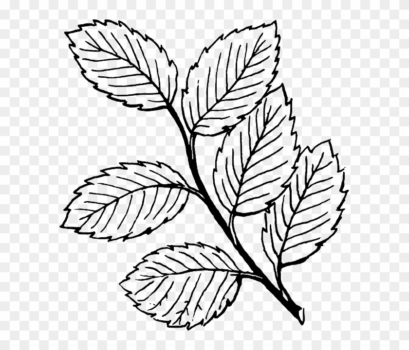 White Black, Fall, Outline, Drawing, Leaf, Tree, White - Leaves Clipart Black And White #502696