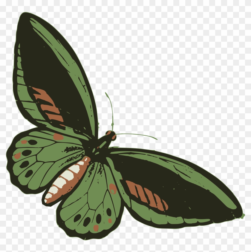 Green Butterfly - Cyaniris #503021