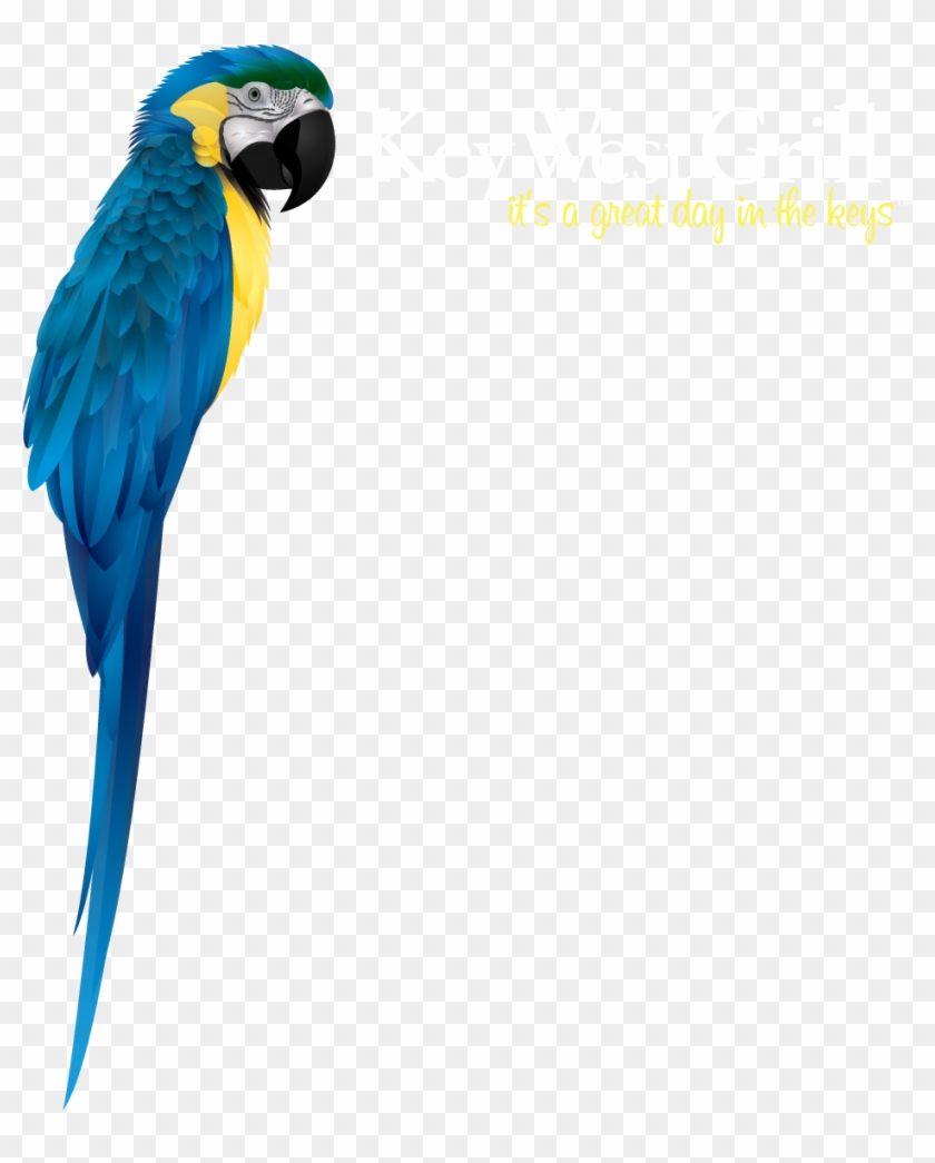Macaw #503113