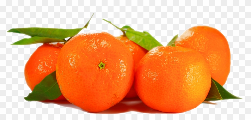 Images Of Oranges 27, Buy Clip Art - Planta De Naranja Png #504341