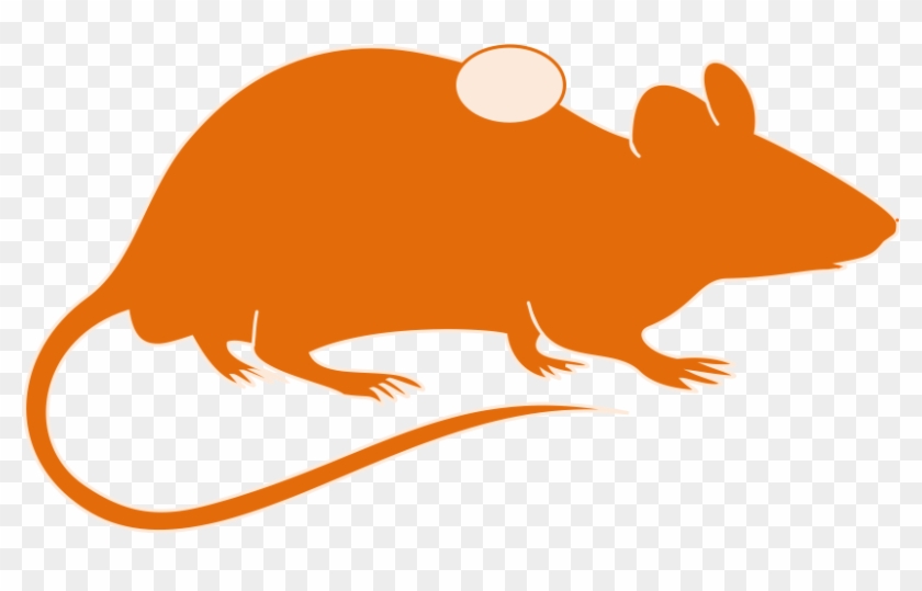 Syngeneic Models - Orange Rat Silhouette Transparent #507096