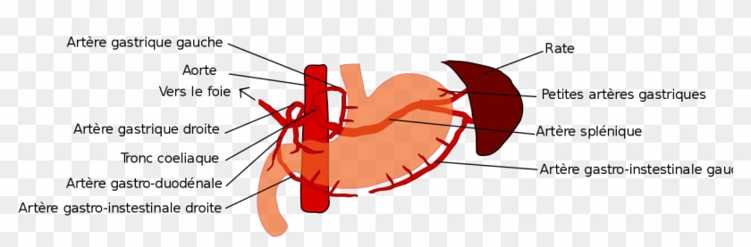 Crayfish Clipart 12, Buy Clip Art - Left Gastro Omental Artery #507439