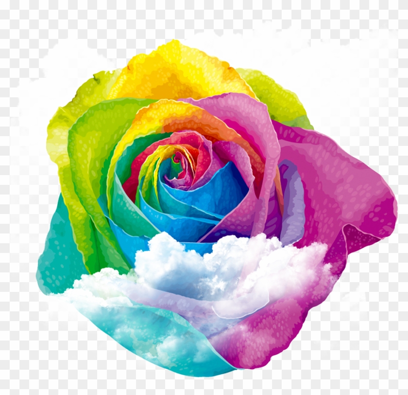 Rainbow Rose Centifolia Roses Garden Roses - Rose #507978