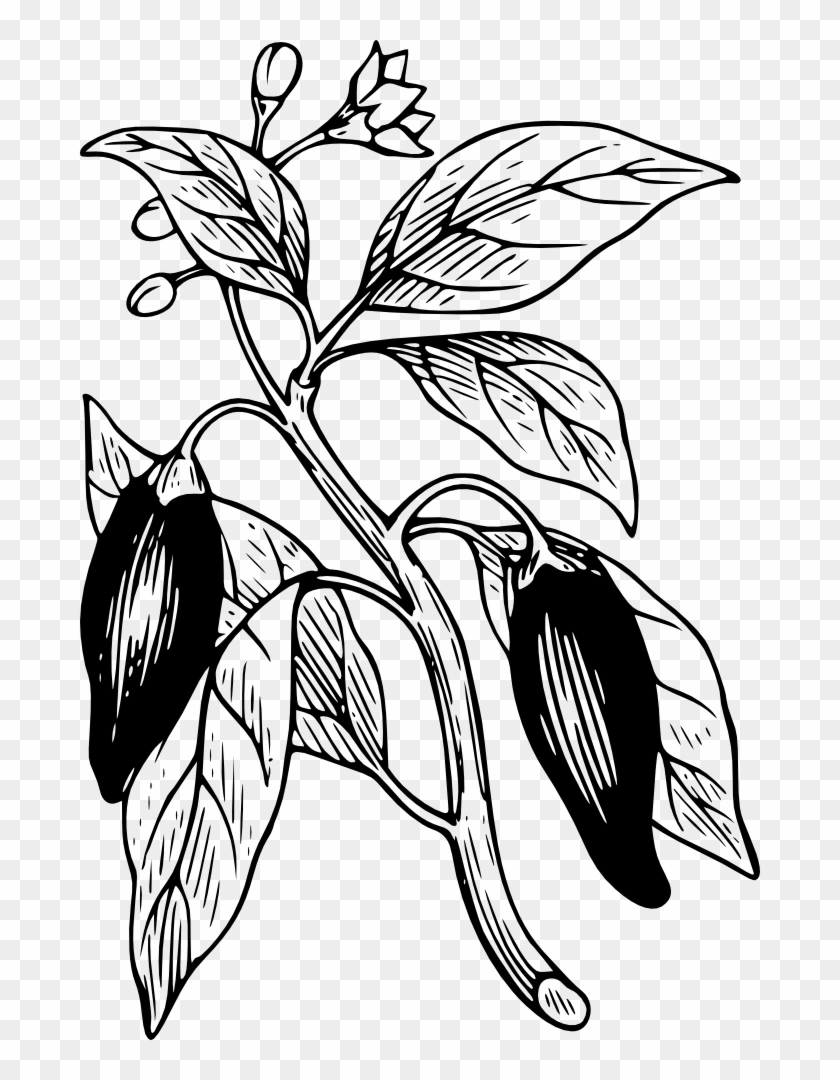 Capsicum Clip Art - Gambar Animasi Pohon Cabe #508360