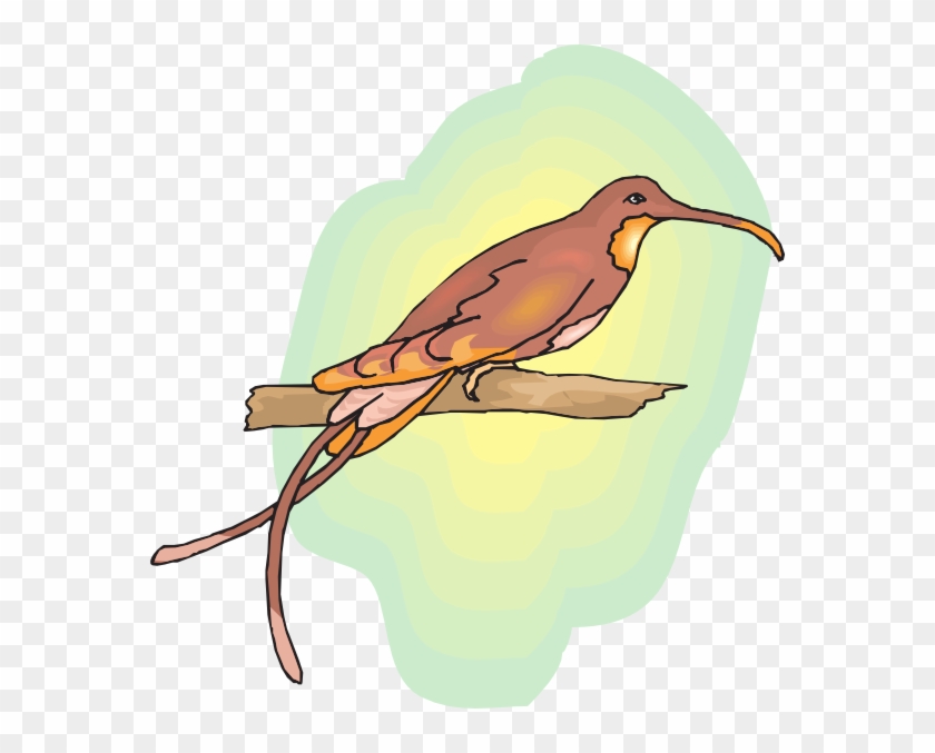 Brown Hummingbird Clipart - Colourful Birds On Branches Images Png #508589