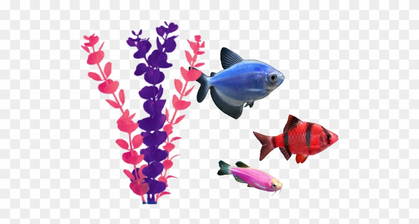 Adding Glofish® To Your Existing Aquarium - Coral Reef No Background #509709