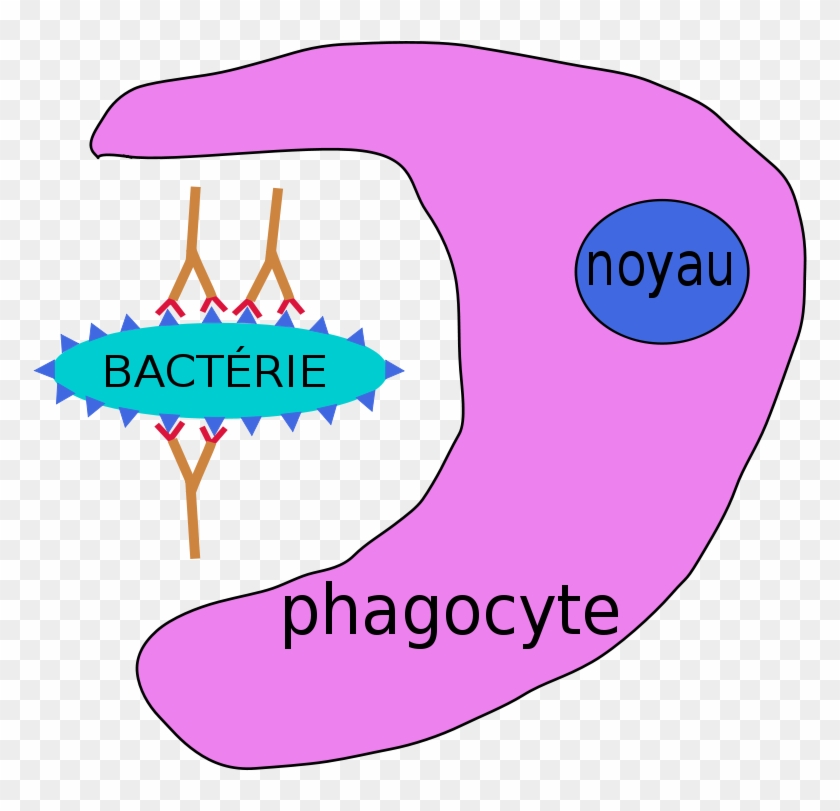 Immunity 20clipart - Phagocyte Definition #509799