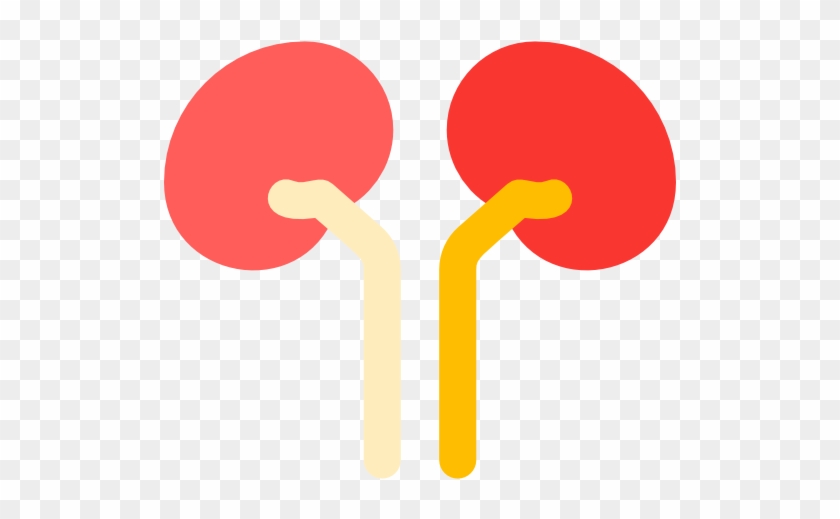 Kidney Free Icon - Kidney #509806