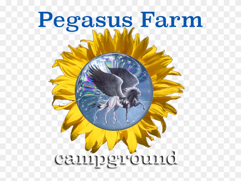 Pegasus Farm Campground - Pegasus Farm Campground #510029