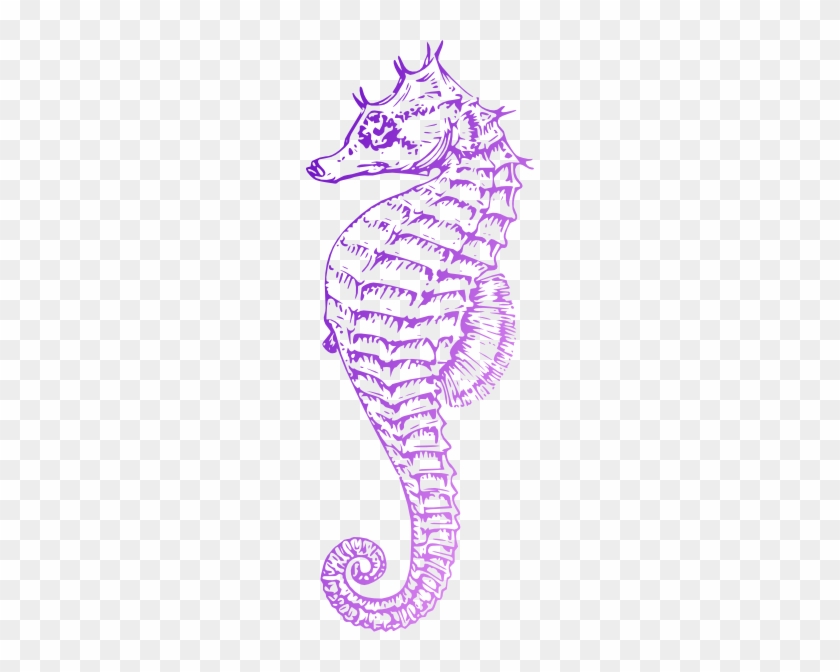 Sea Horse Free Vector #510299
