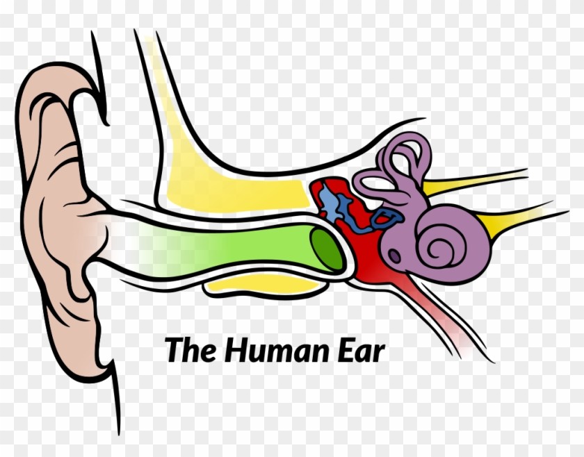 Anatomy Of The Human Ear #510472