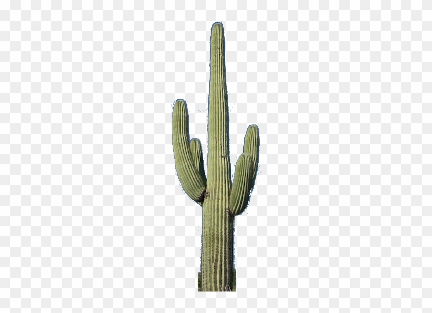 Cactus Png - Saguaro Cactus No Background #511981