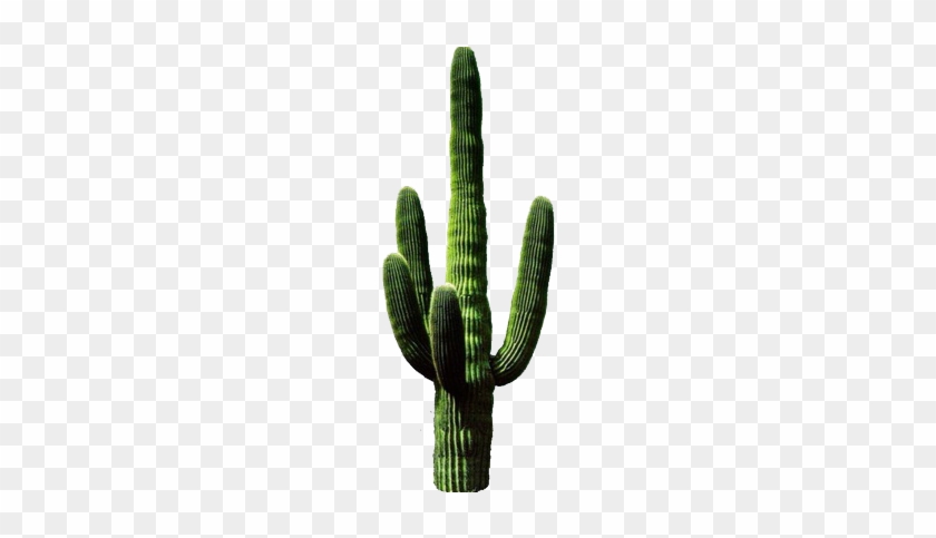 Cactus, Png, And Overlay Image - Cactus Png #511992