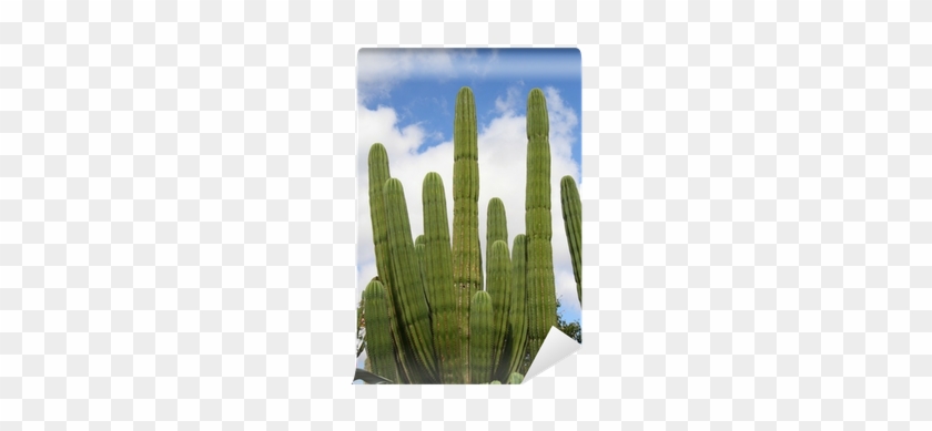 Hedgehog Cactus #512009