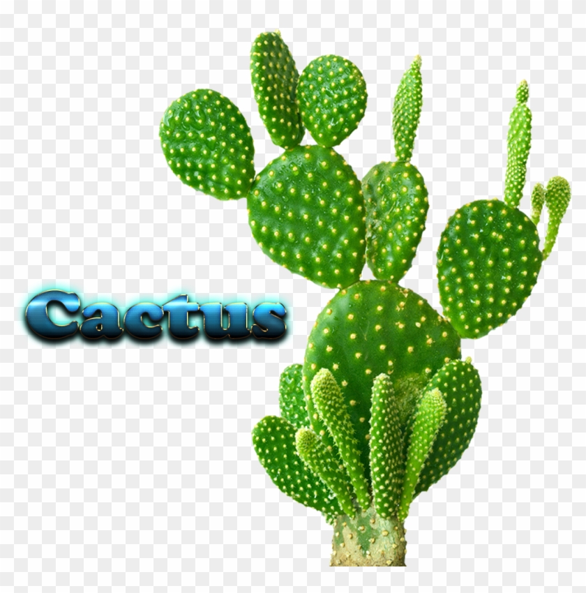 Cactus Free Download Png - Photography #512050