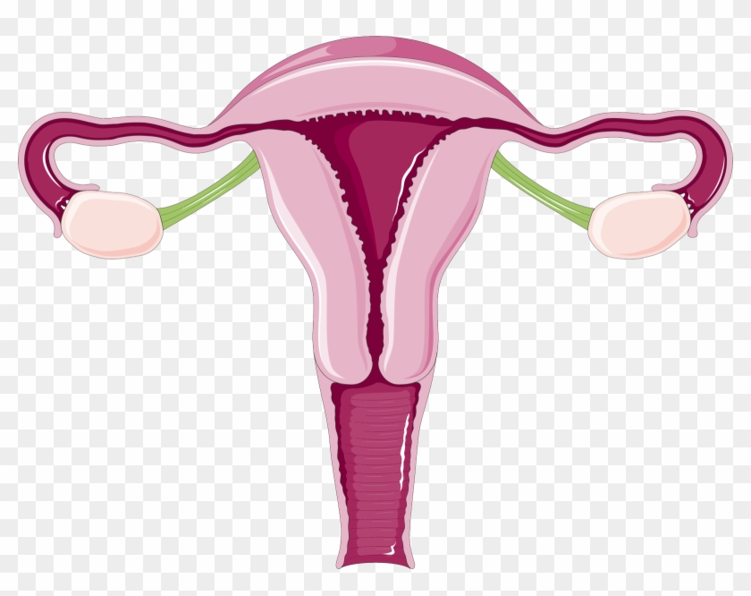 Why Do Women Have Periods Everything You Need To Know - Uterus Transparent #513813