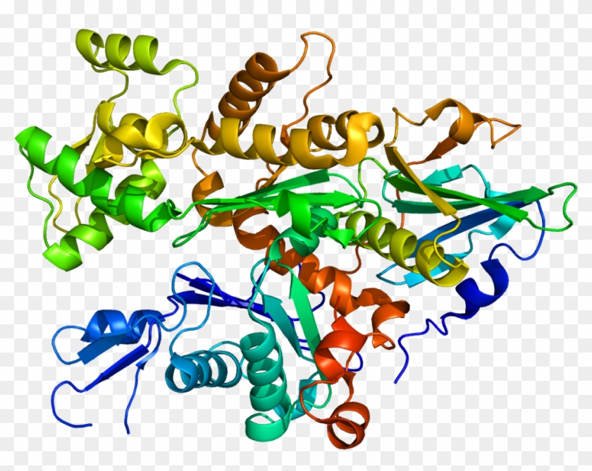 Protein Data Base 3-d Rendering Of The Gelsolin Protein - Gelsolin #513975