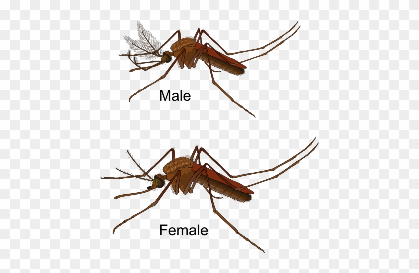 Why Are Mosquitoes Attracted To Some People More Than - Male Mosquito Vs Female Mosquito #514240