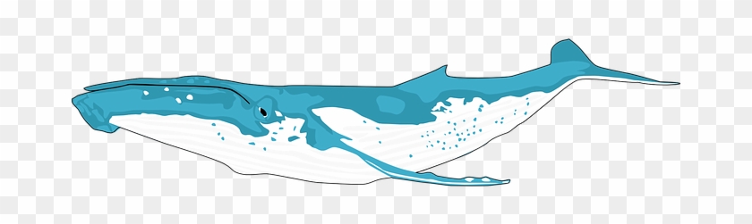 Animal Ocean Whale Blue Whale Balaenoptera - Humpback Whale Shower Curtain #515637