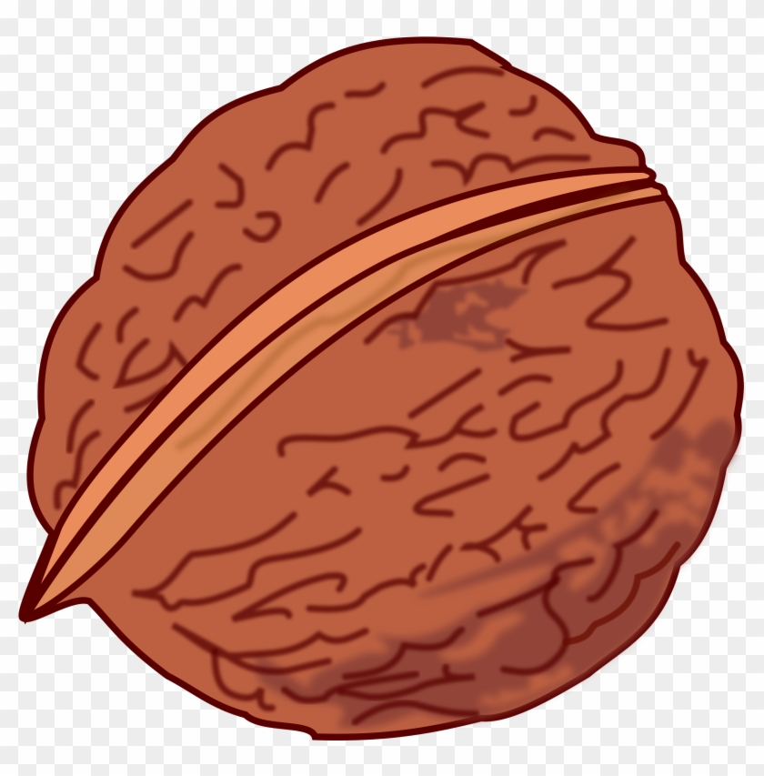 Clipart Walnut Colored - Clipart Of Walnut #516287