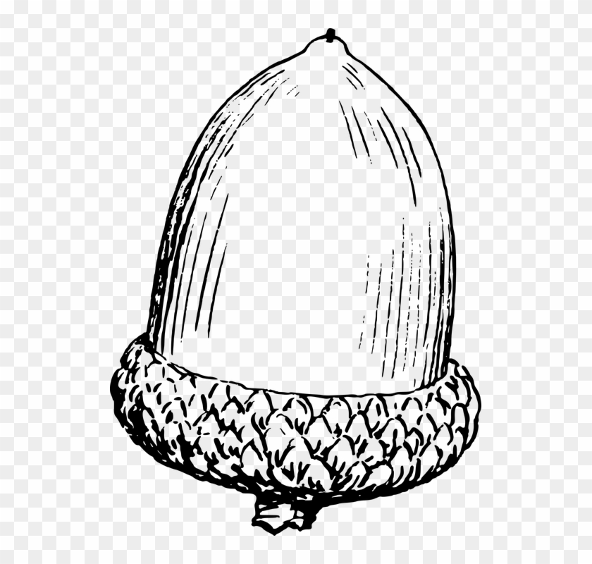 Nut Clipart Acorn - Acorn Clipart Black And White #516316