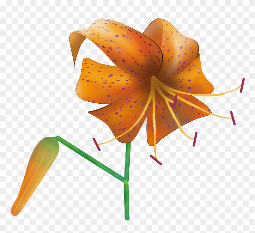 Tiger Lily Clip Art - Tiger Lily Clip Art #516814