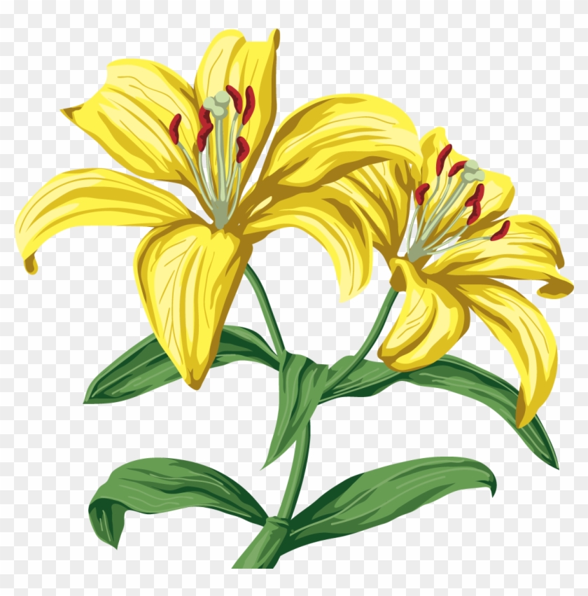 Lilium Clip Art - Lilium Clip Art #516840