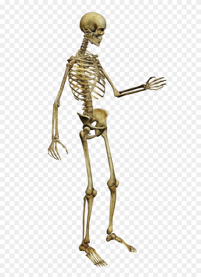 Skeletons - Skeleton #516839