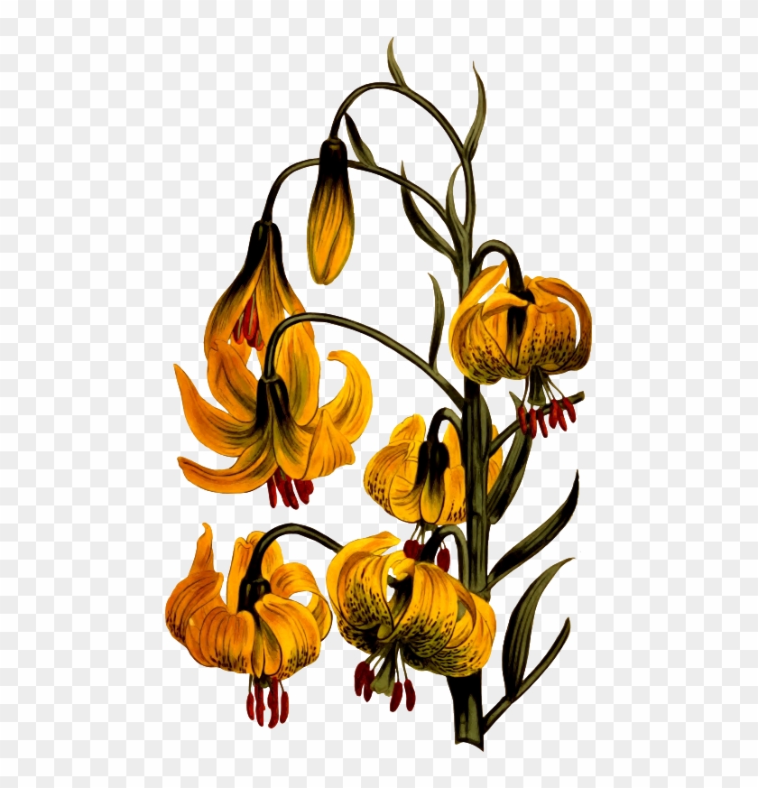 Medium Image - Zazzle Orange Pompone Lilien-botanische Illustration #516924