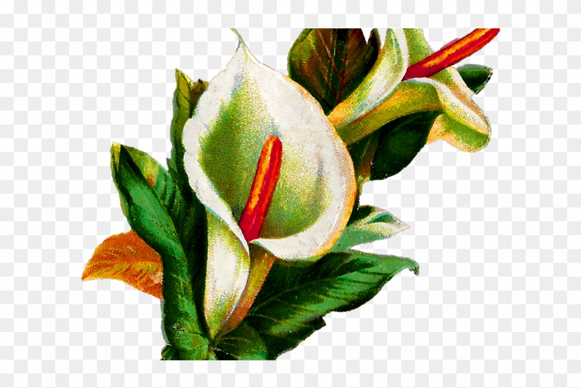 Calla Lily Clipart Potluck - Calla Lily Botanical Illustration #516995