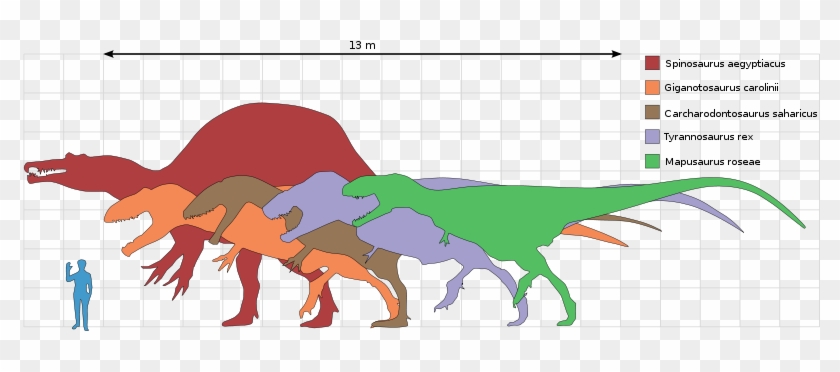 Size Comparison Of Selected Giant Theropod Dinosaurs, - Carcharodontosaurus Vs Tyrannosaurus Rex #517003