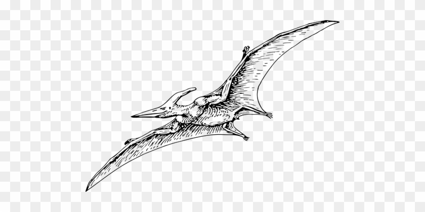 Animal Carnivore Dinosaur Pterodactyl Dino - Pterodactyl Black And White #517040