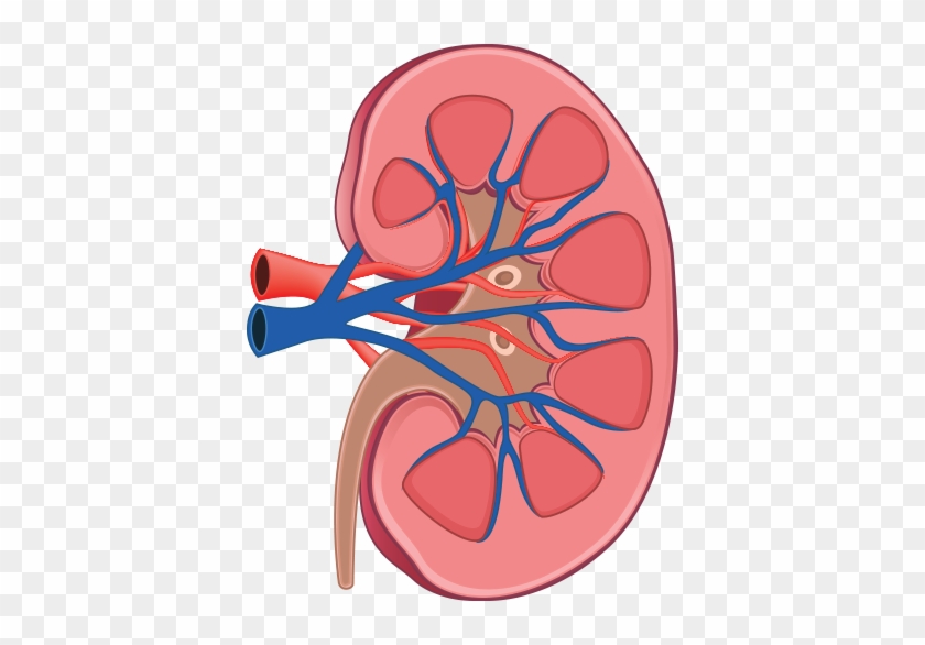 Urinary Tract Infections - Kidney Clipart Png #517427