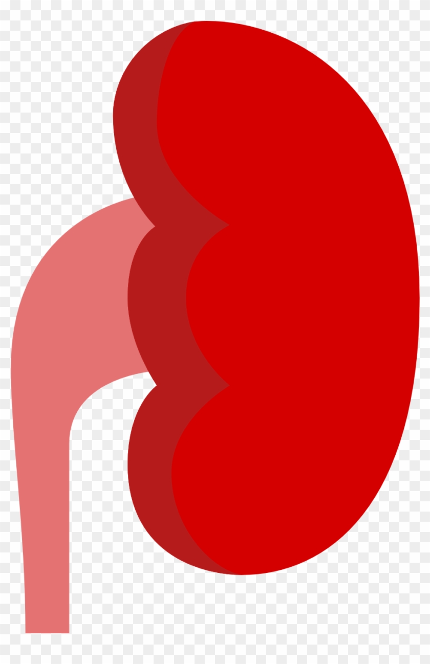Kidney Icon - Kidney Icon #517432