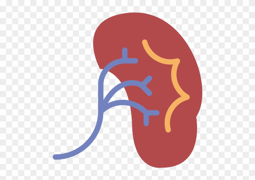 Kidney Free Icon - Kidney Png #517442
