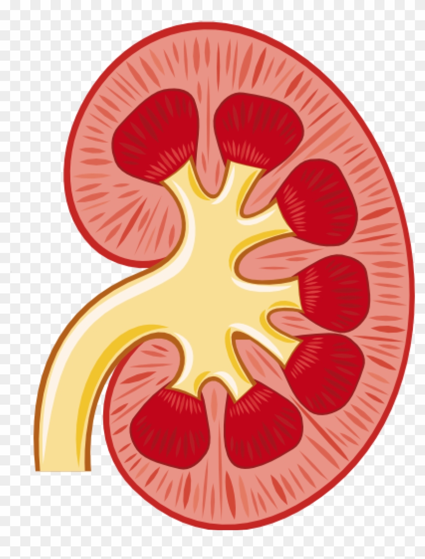 Kidney Renal Pelvis Renal Artery Clip Art - Kidney Renal Pelvis Renal Artery Clip Art #517473
