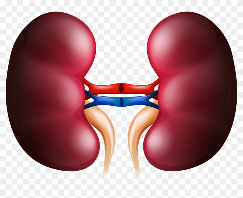 Kidney Stock Photography Organ Clip Art - Organ Human #517514