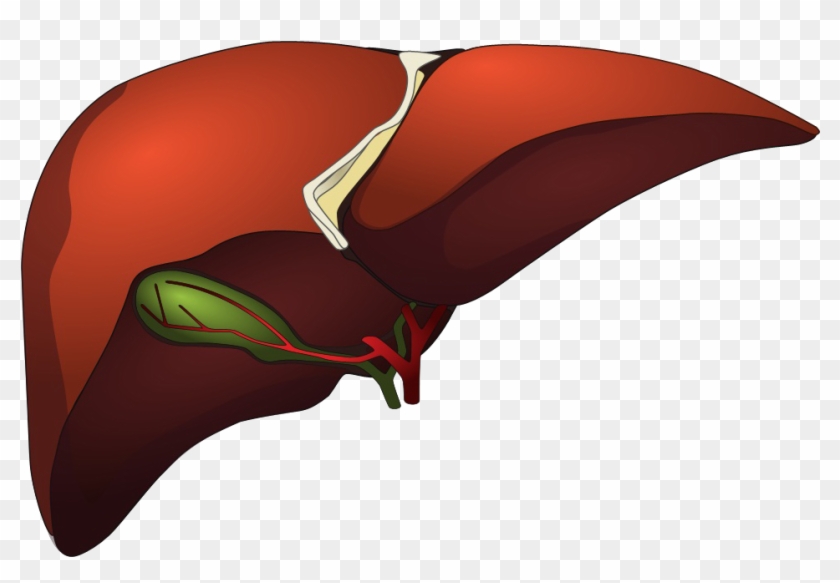 Kidney - Liver Cartoon Png #517543