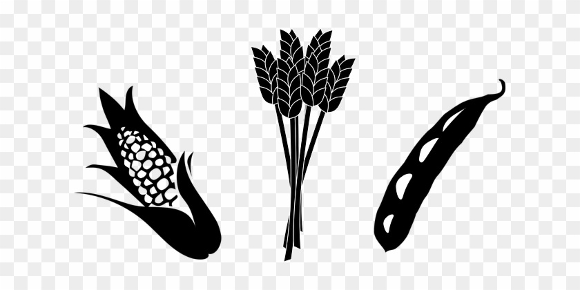 Crops Wheat Corn Soy Agriculture Harvest C - Corn And Soybean Clipart #518706