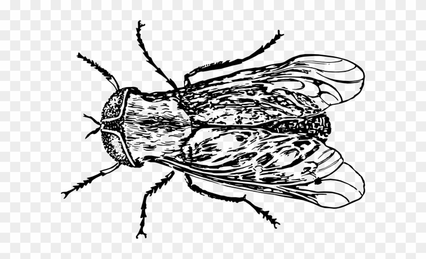 Horse Fly Coloring Pages #520075