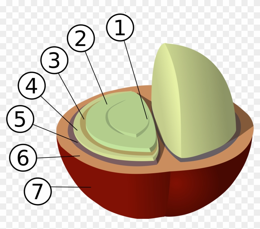Anatomy Of The Coffee Bean File Structure Svg Wikimedia - Coffee Bean Structure #520211