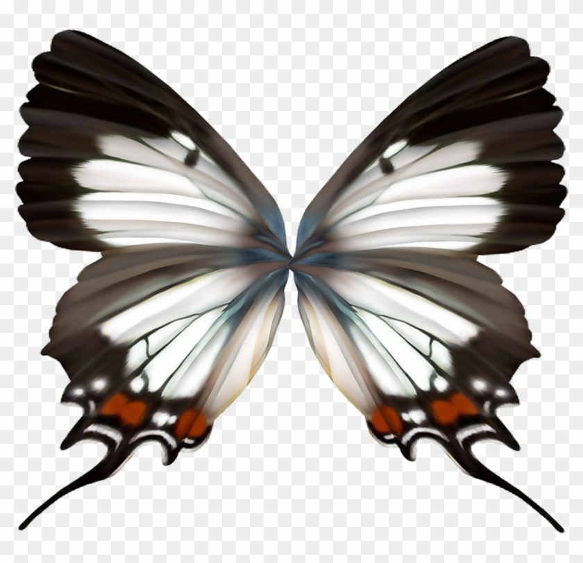 Album - Butterflies And Moths #520288