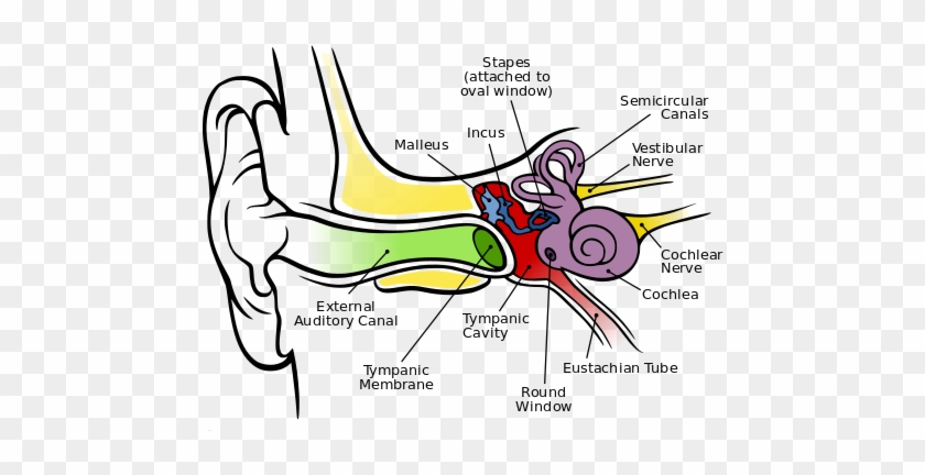 Human Ear Anatomy Unique How Does The Ear Help To Maintain - Parts Of Auditory System #520342