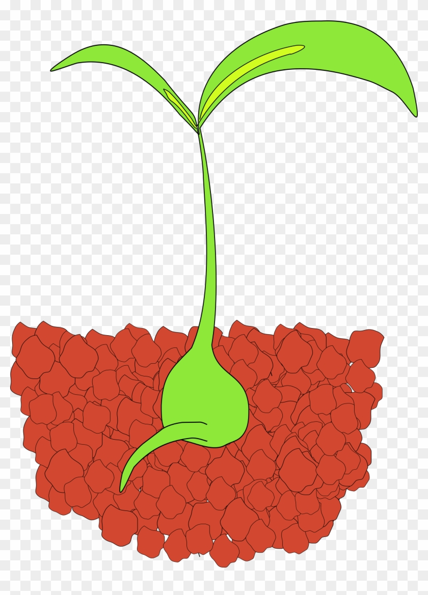 Why School Biology Textbooks Need To Redraw The Plant - Seedlings Clipart #520349