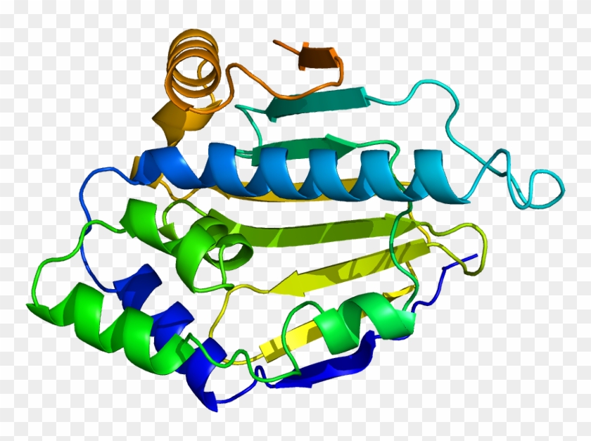 Heat Shock Protein 70 Structure #520466