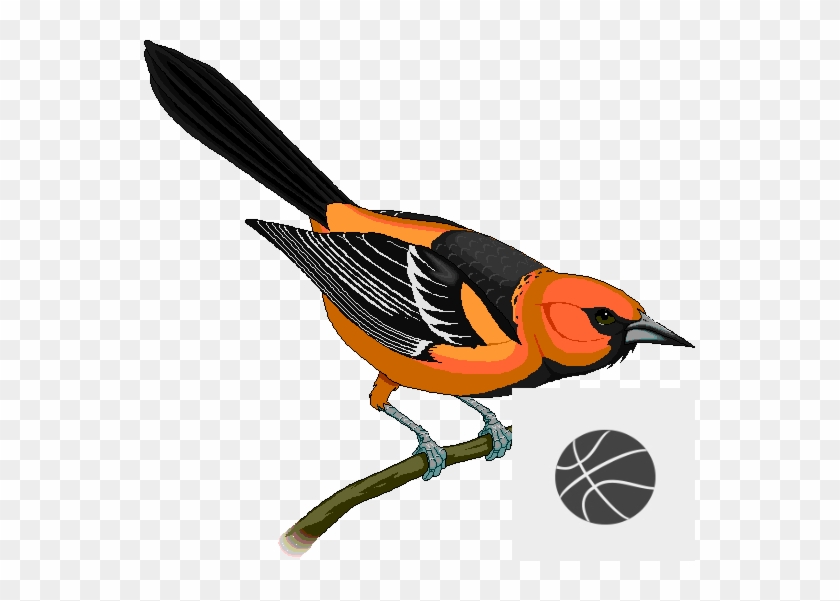 Rocky Grove High School Varsity Girls Basketball Schedule - Maryland State Bird #520738