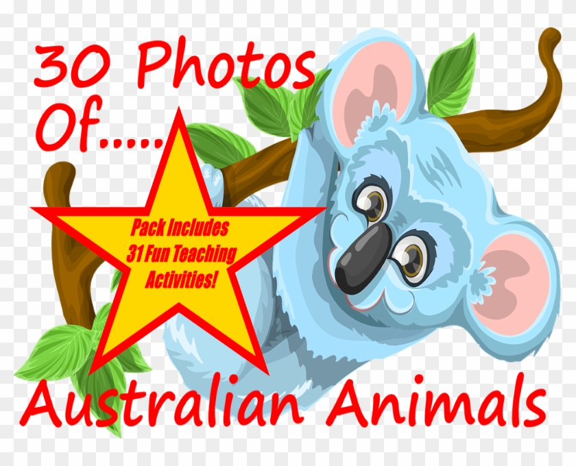 30 Photos And Images Of Australian Animals Powerpoint - Koala #522531